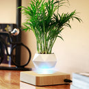 Vaso Flutuante para Bonsai - Decoração moderna para sua casa!