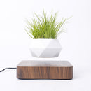 Vaso Flutuante para Bonsai - Decoração moderna para sua casa!