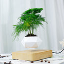 Vaso Flutuante para Bonsai - Decoração moderna para sua casa!