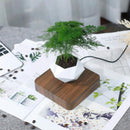 Vaso Flutuante para Bonsai - Decoração moderna para sua casa!